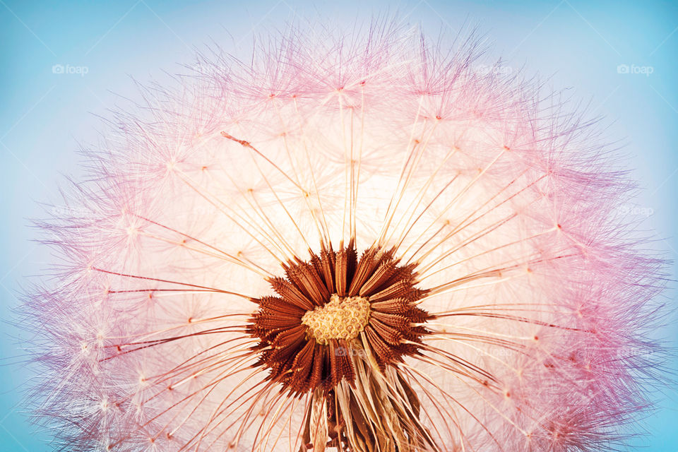 Closeup of dandelion with backlight