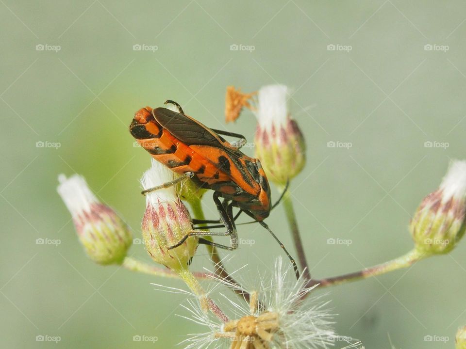 Look for something to eat