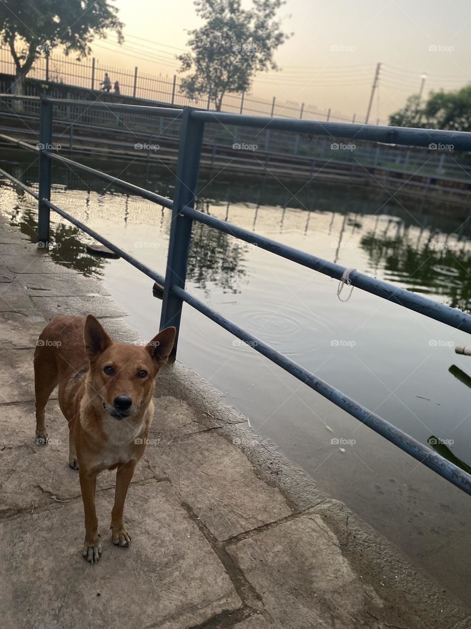 In those adoring eyes, you'll find a world of longing for a morsel of your love and a taste of your kindness. This furry friend is waiting for a treat and a heartwarming moment of connection, ready to fill your day with unconditional love.