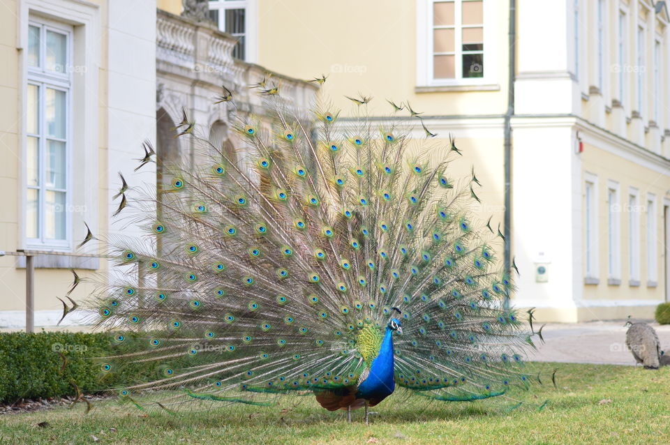 peacock