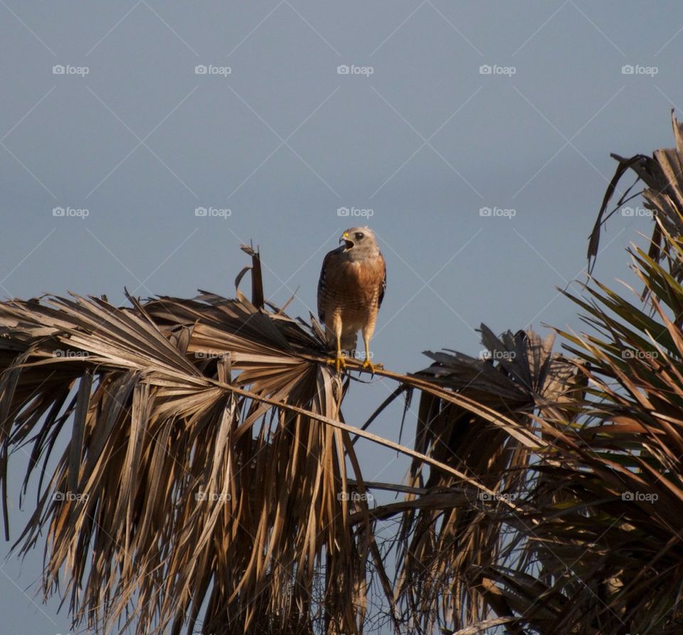 Red shouldered hawk