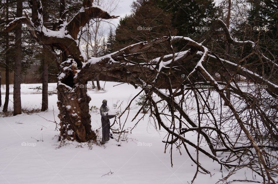 St Francis and Apple Tree