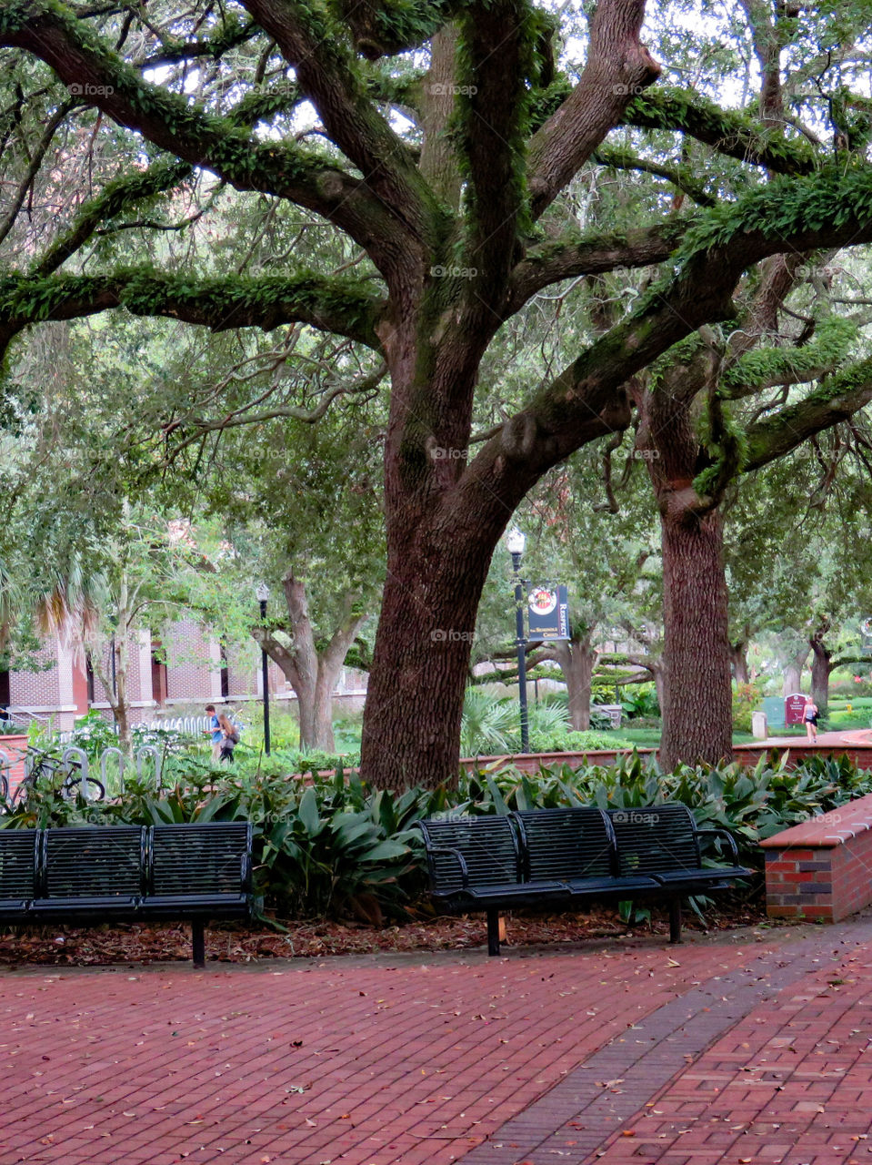 Oaks on campus