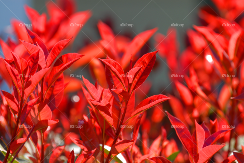 japonica red tip shrubs waxy red leaves red shrub by lightanddrawing