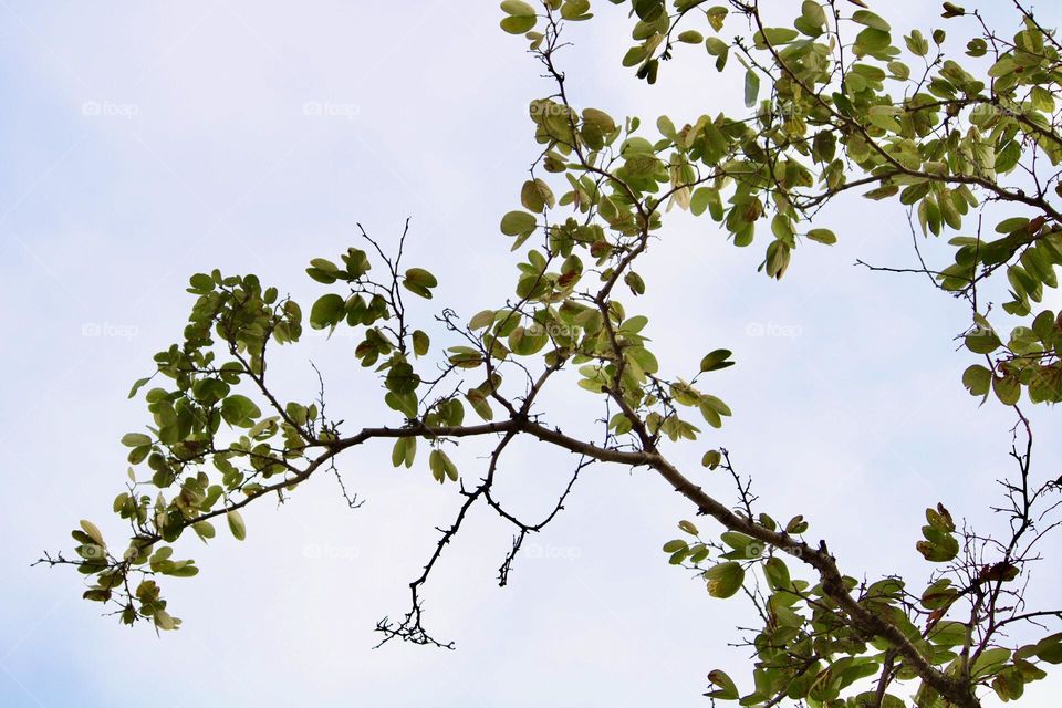 Sky and the branch 