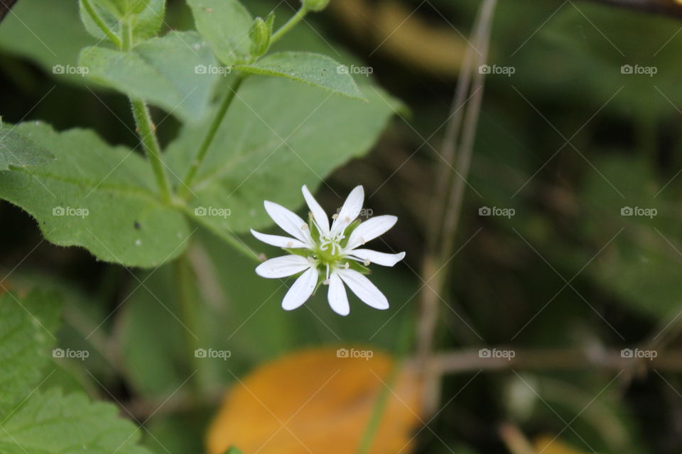 Detail of little white flower in