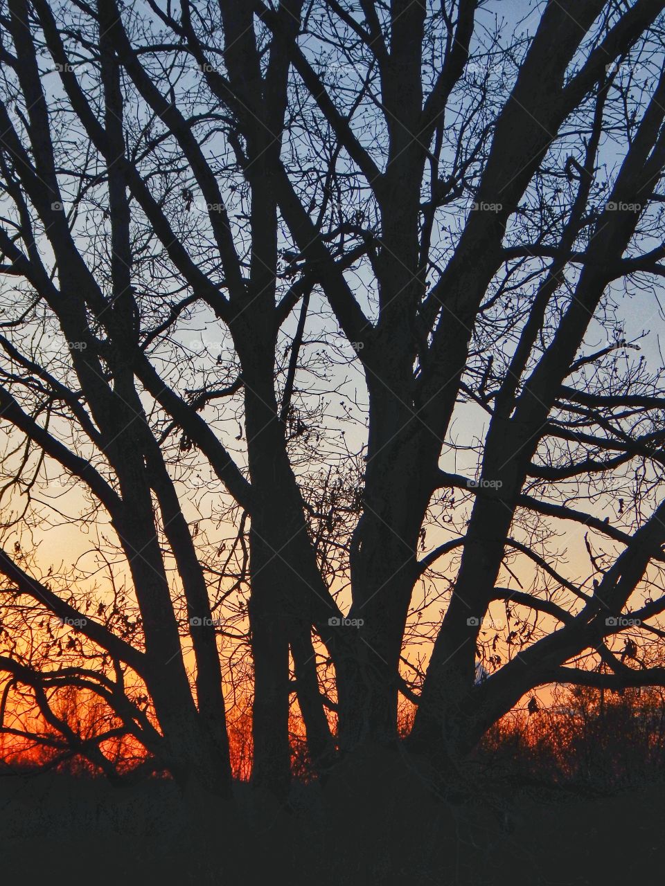 tree silhouette against blue and orange sky