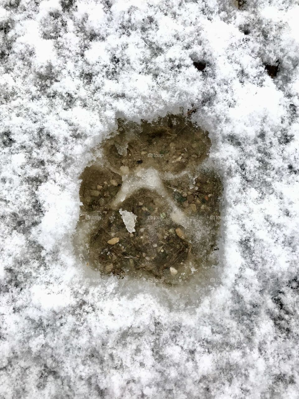Puppy prints in the snow 