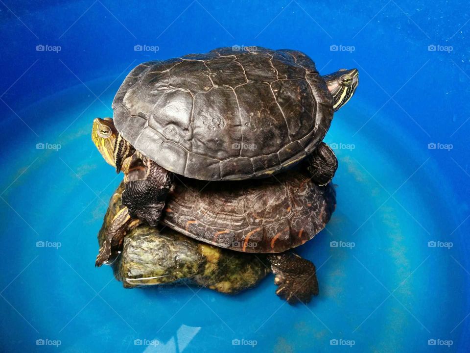 "Turtles du Soleil" They enjoy much doing so. Sometimes one up, sometimes the other. Anphibian. They may stay under water or in land but prefer the water because they are predators of small animals. They have been with me by 14 years. I love them!