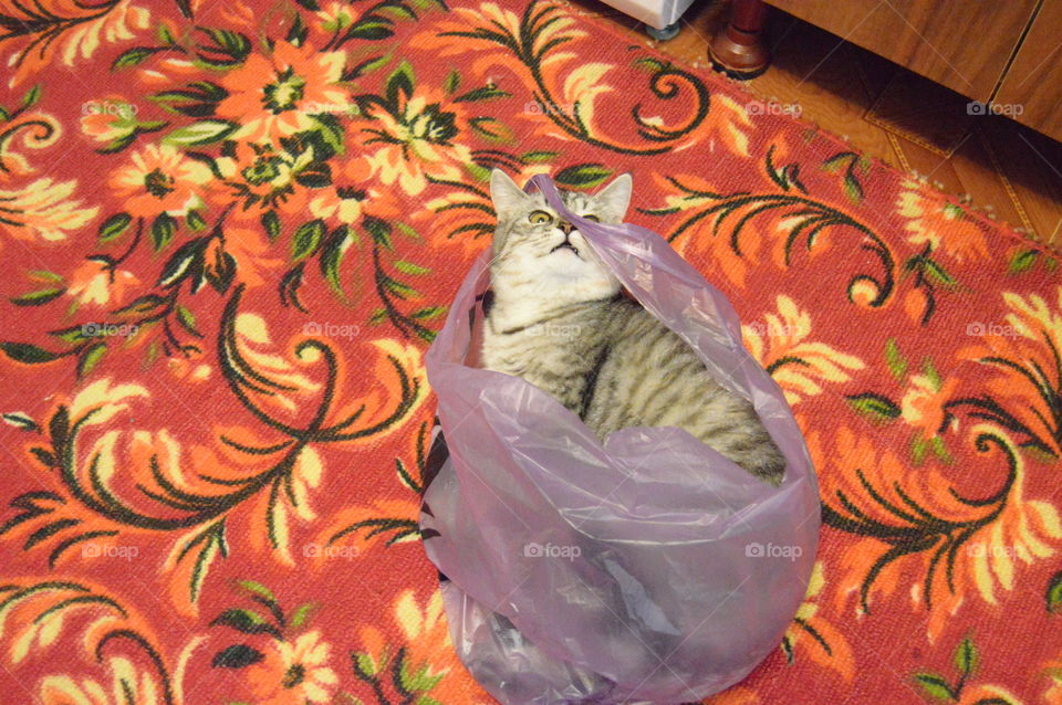 The Cat in the bag