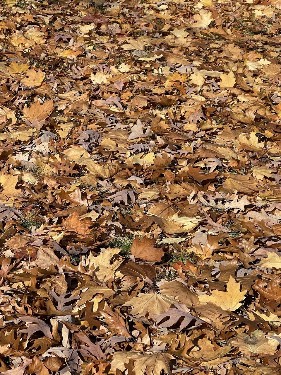 Autumn fall season maple and oak tree leaves completely covering ground, background backdrop image, conceptual seasonal 