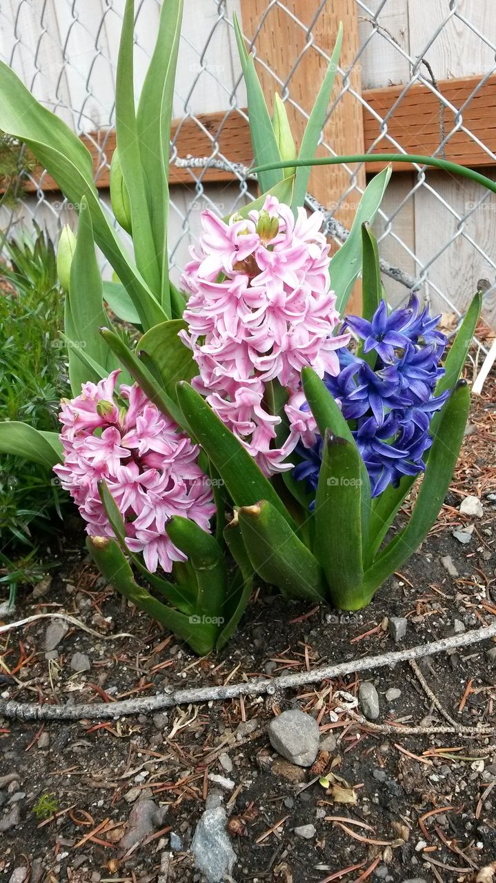 my garden2014 my Hyacinths