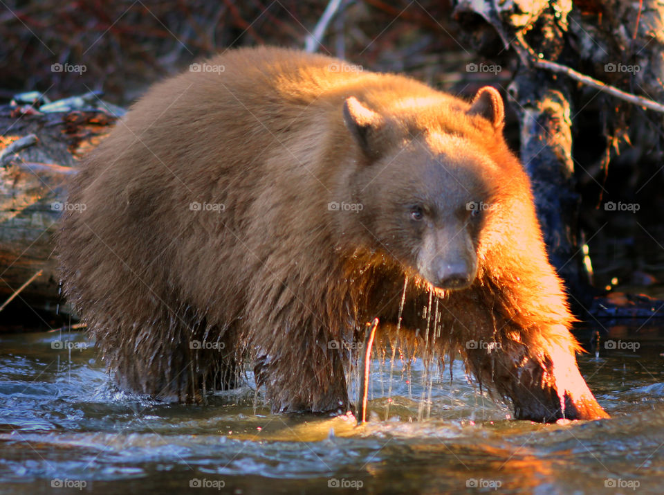 Brown bear in Water