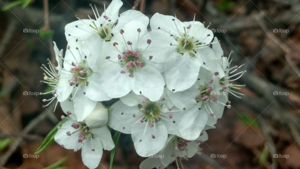 Flower, Nature, Flora, Tree, Blooming