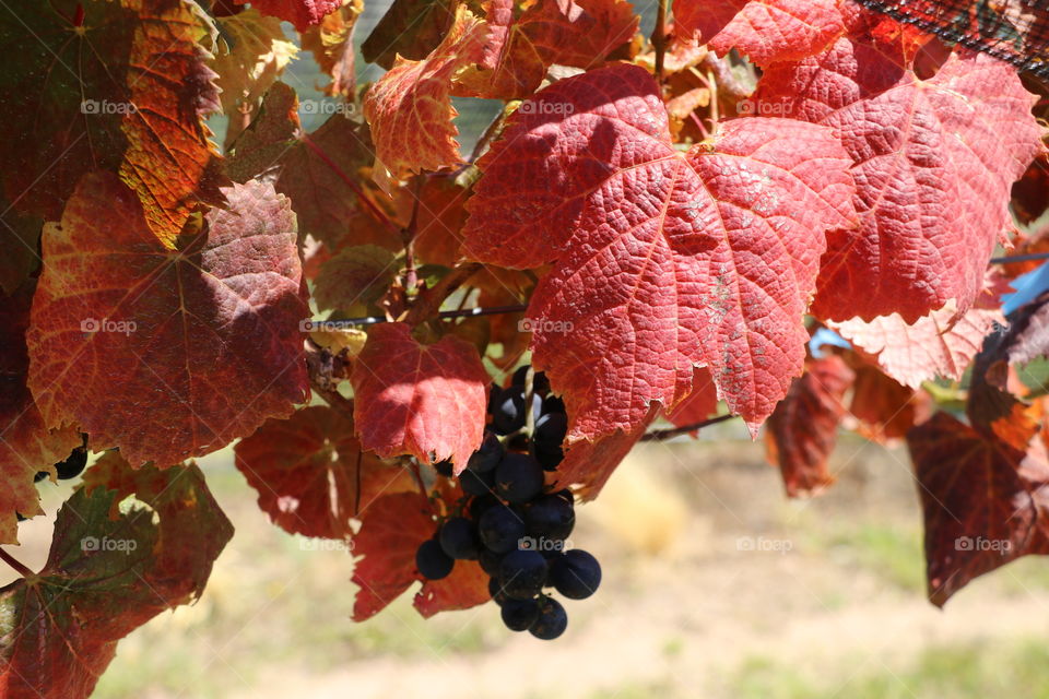 grapes vineyard