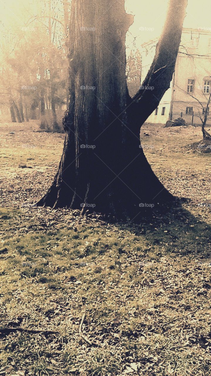 No Person, Tree, Nature, Outdoors, Landscape