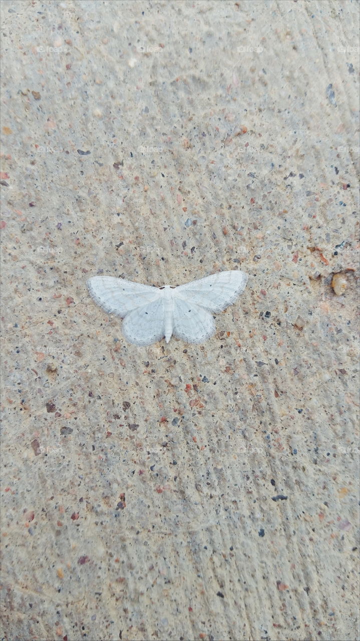 Moth On Concrete