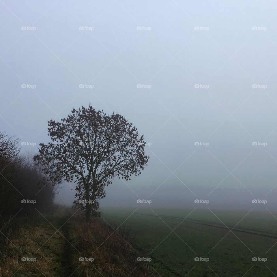 Fog in the countryside