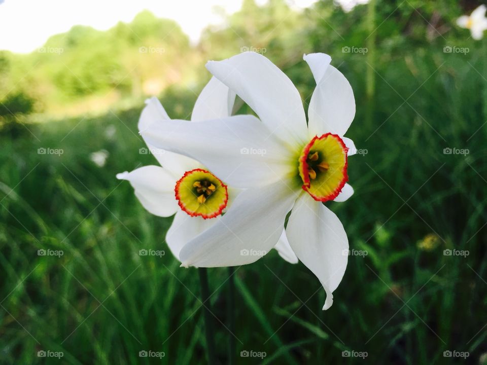 Daffodils in spring