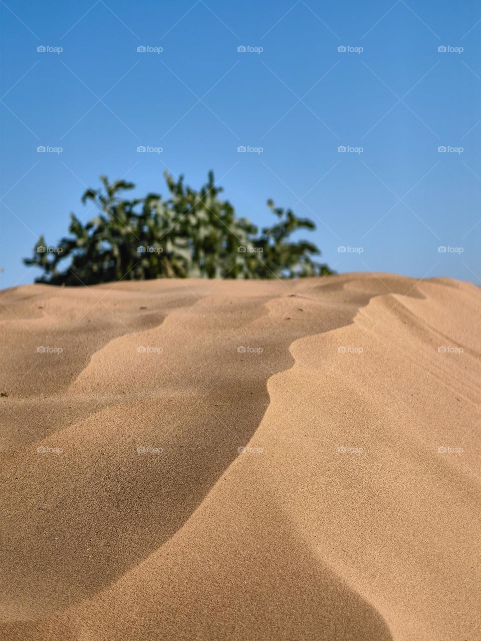 The hot desert