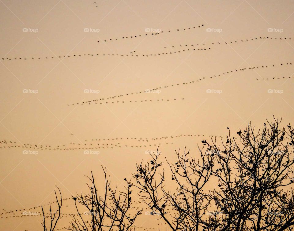 Beautiful migration. "Hundreds Fly South".