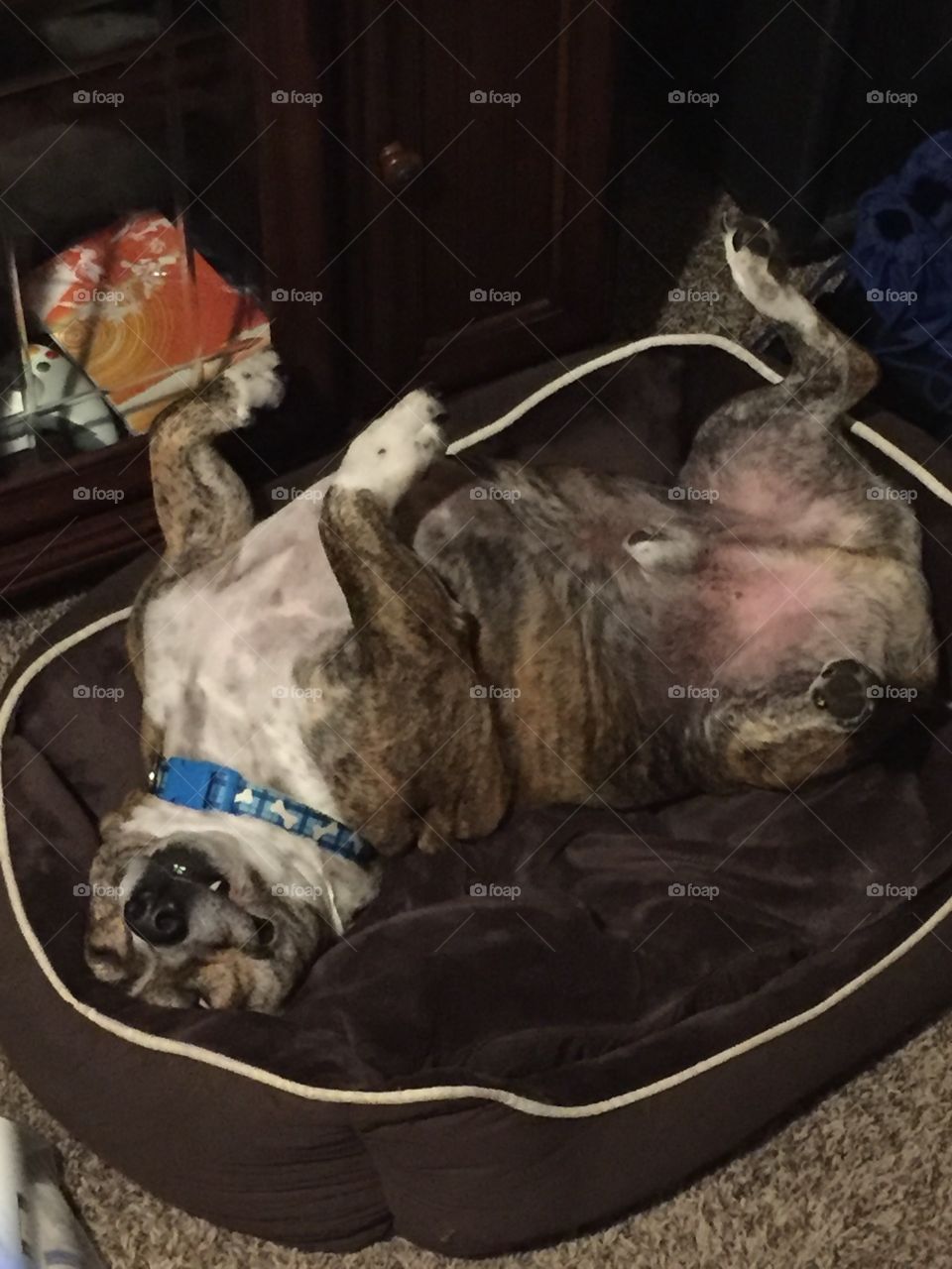 Sleepy time for Tucker