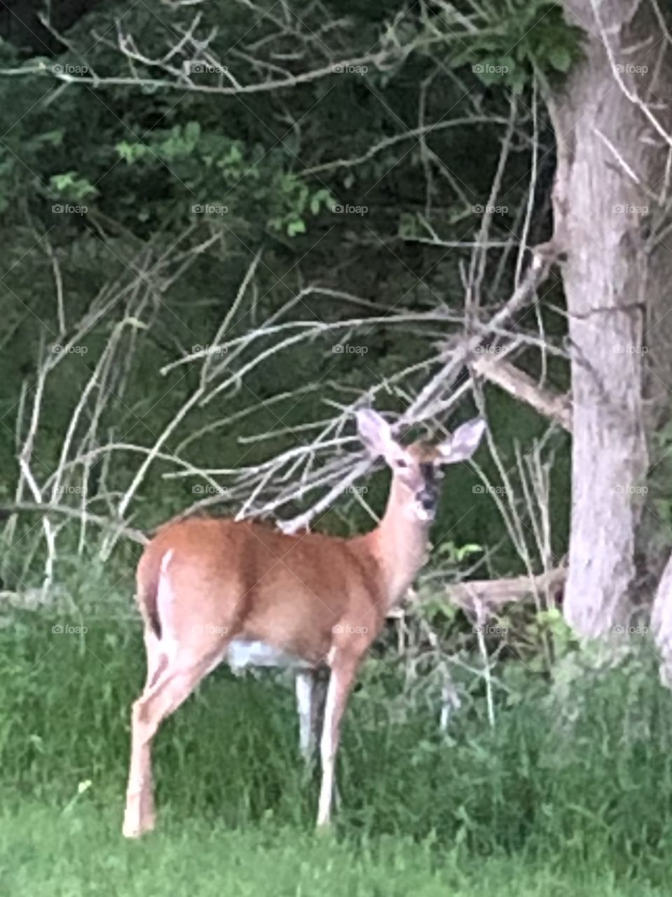 Doe grazing along wooded area 