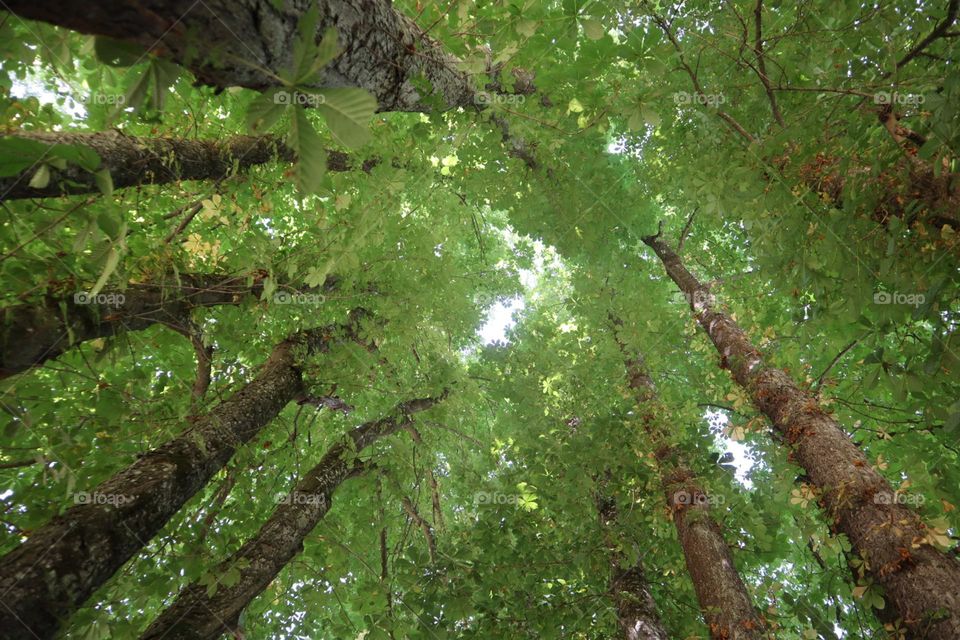 Top of the trees from the ground 