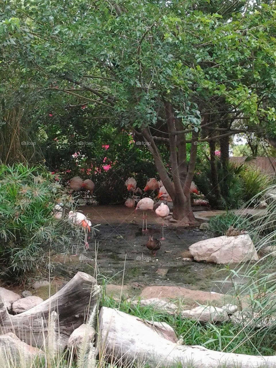 flamingo