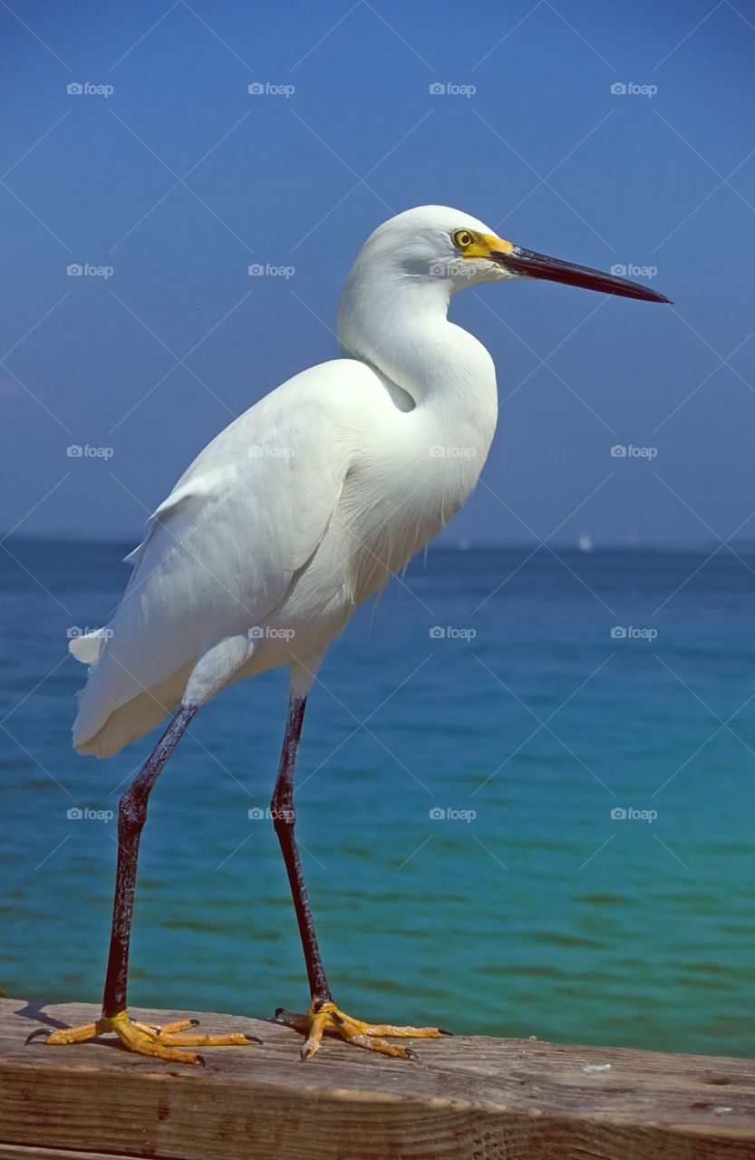 Portrait of a Snowy Egret.