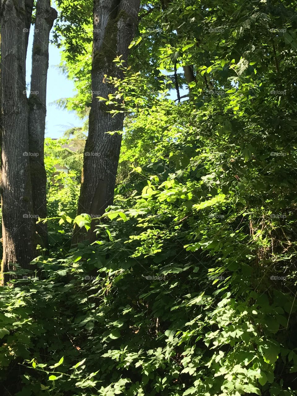 A beautiful shot of the woods and nature right off of my back porch.