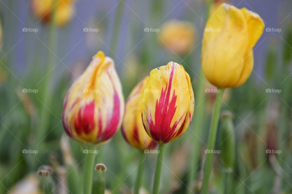 Tulip Season #1