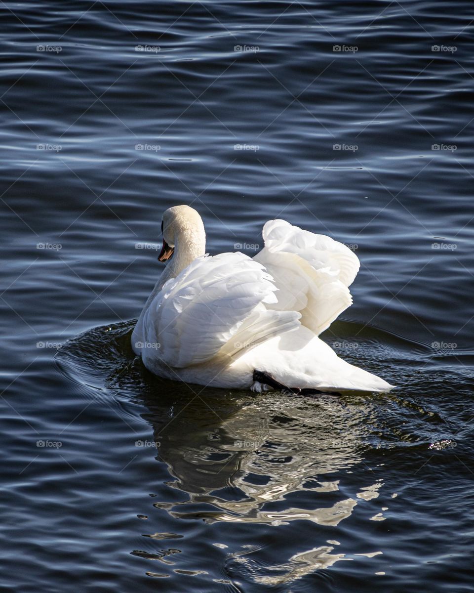 Sweden swan 