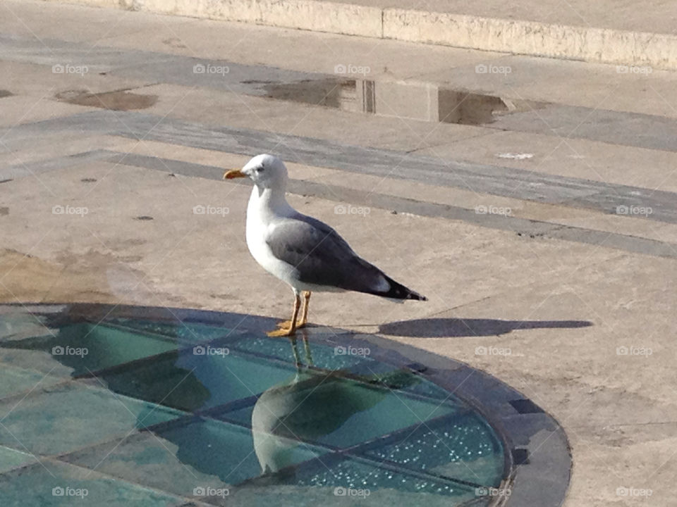 A bird in Rome