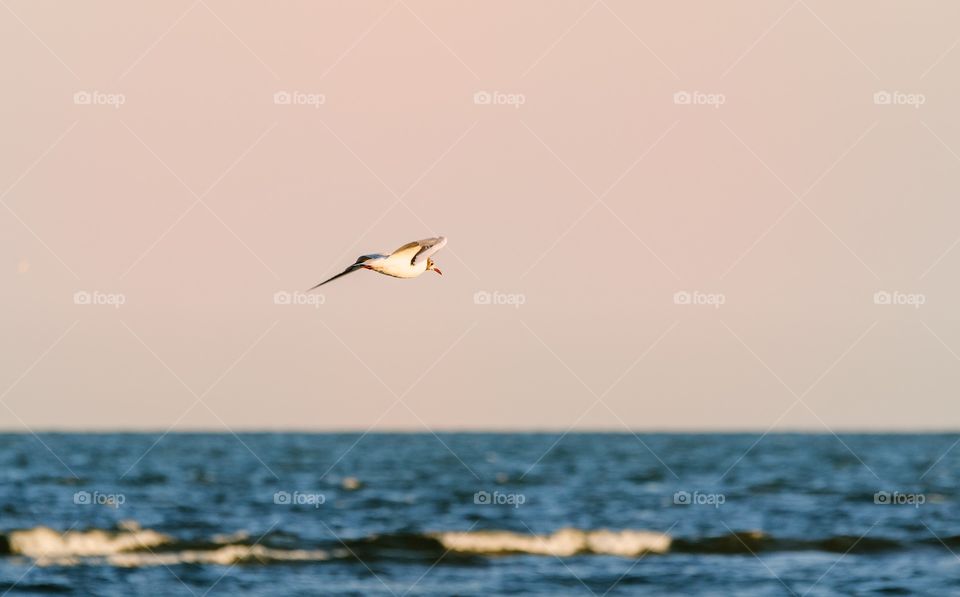 Flying Seagull 