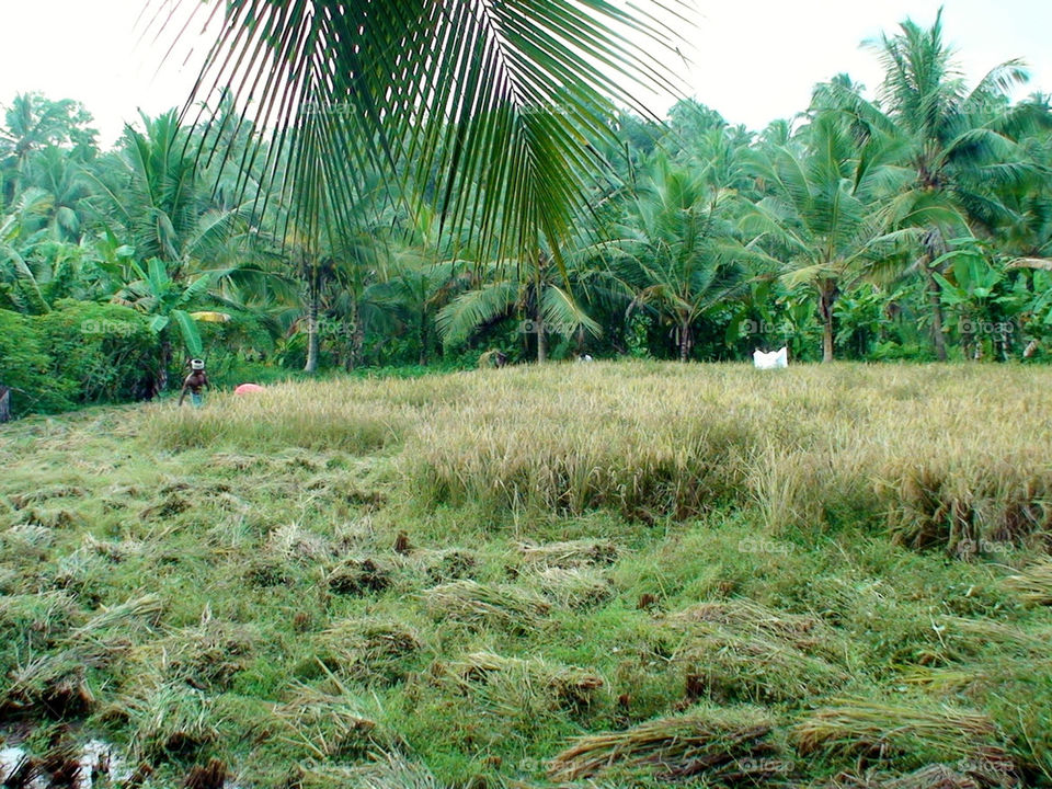 green field trees rice by riverinmoon