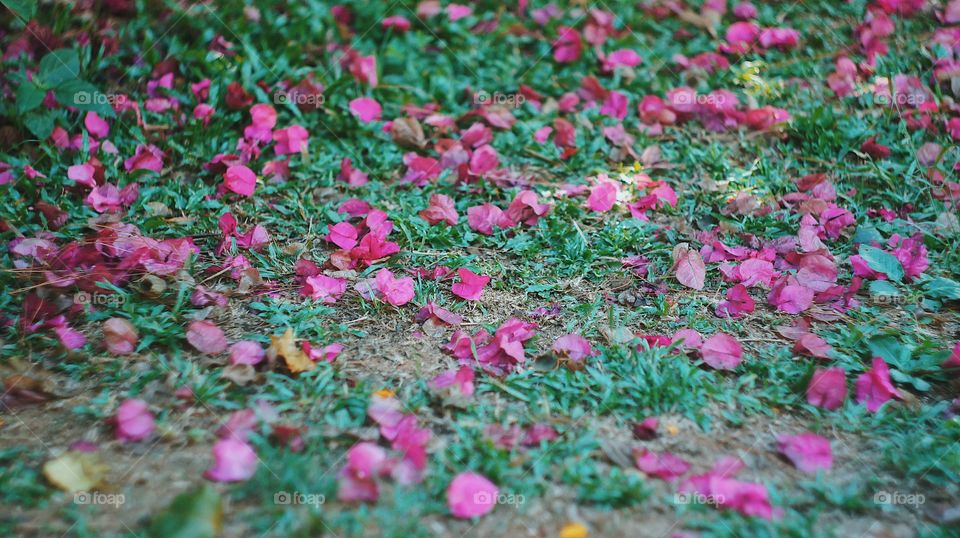 Pink flower petals on the ground