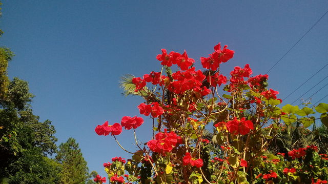 ARBUSTO FLORIDO