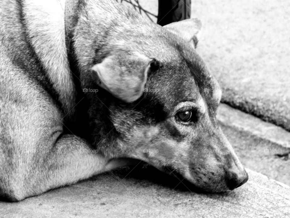 waiting. the dog waiting for owner