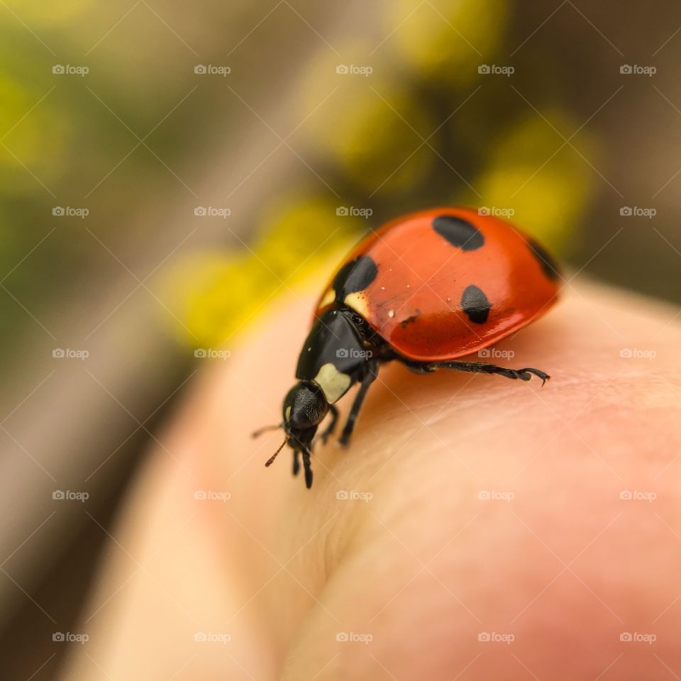 Close-up of ladybug