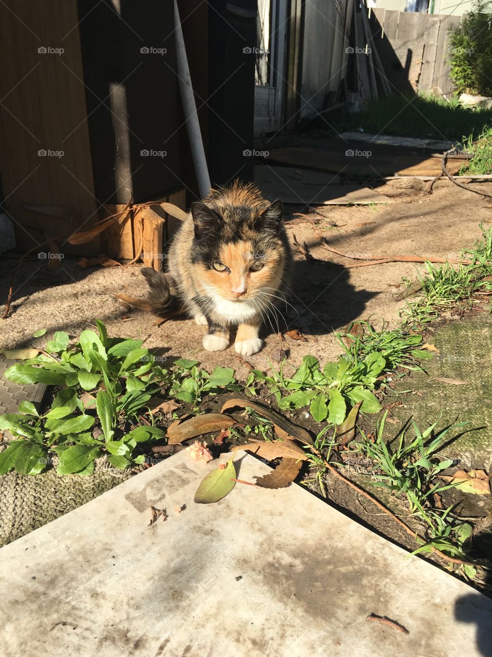 A wild cat in my backyard