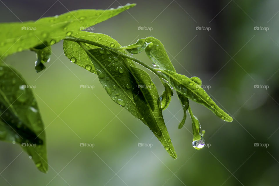 Close up of a water drops on leaves. At the ends of the leaves with water droplets adhering. dew drops on green leaves, in soft light green background. Rain drops.