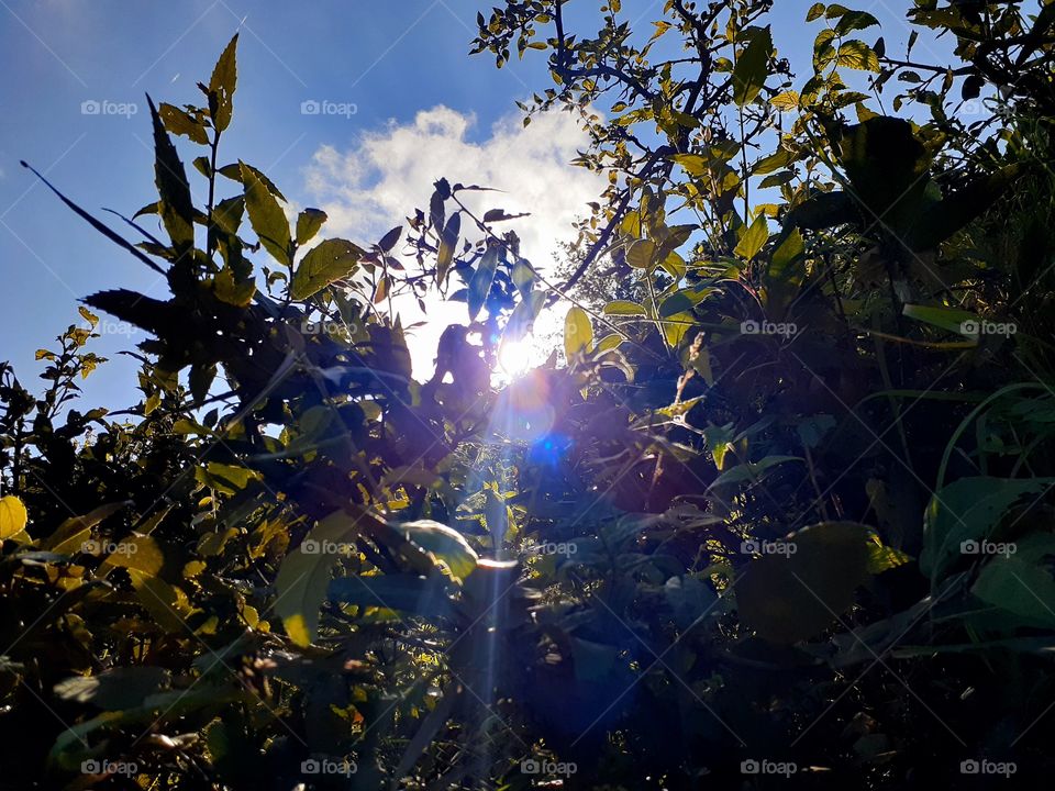 uttrakhand village forest view