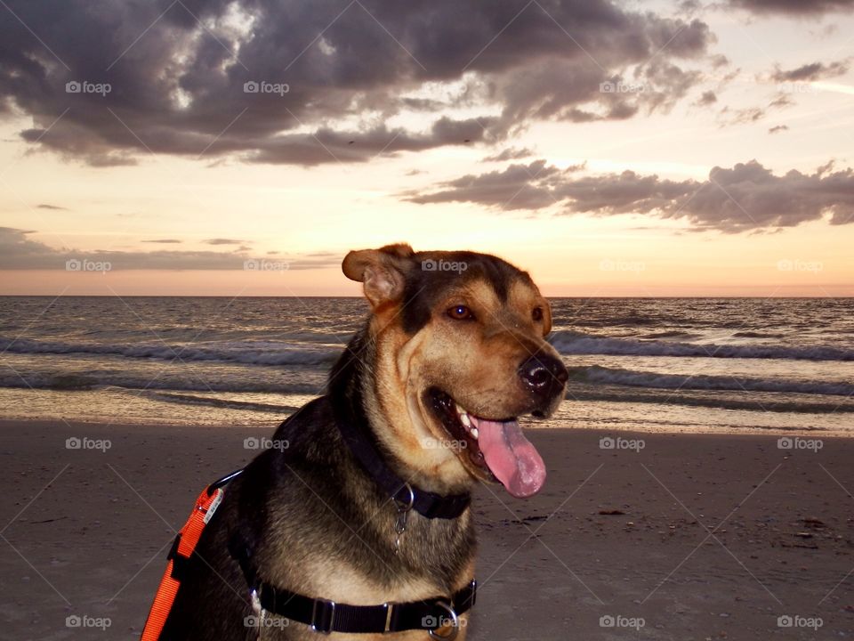 Beach dog 