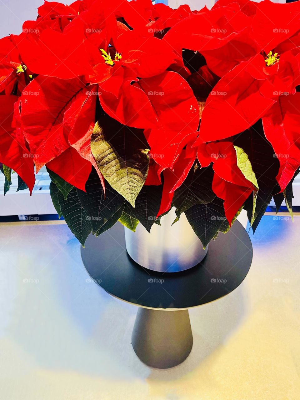 Traditional red poinsettia, the iconic Christmas flower, symbolizes good cheer and success. 