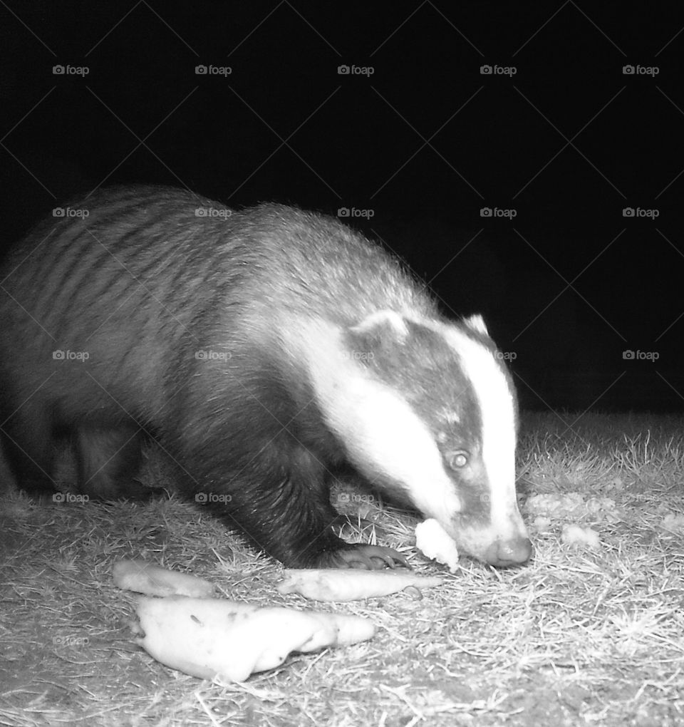 Badger