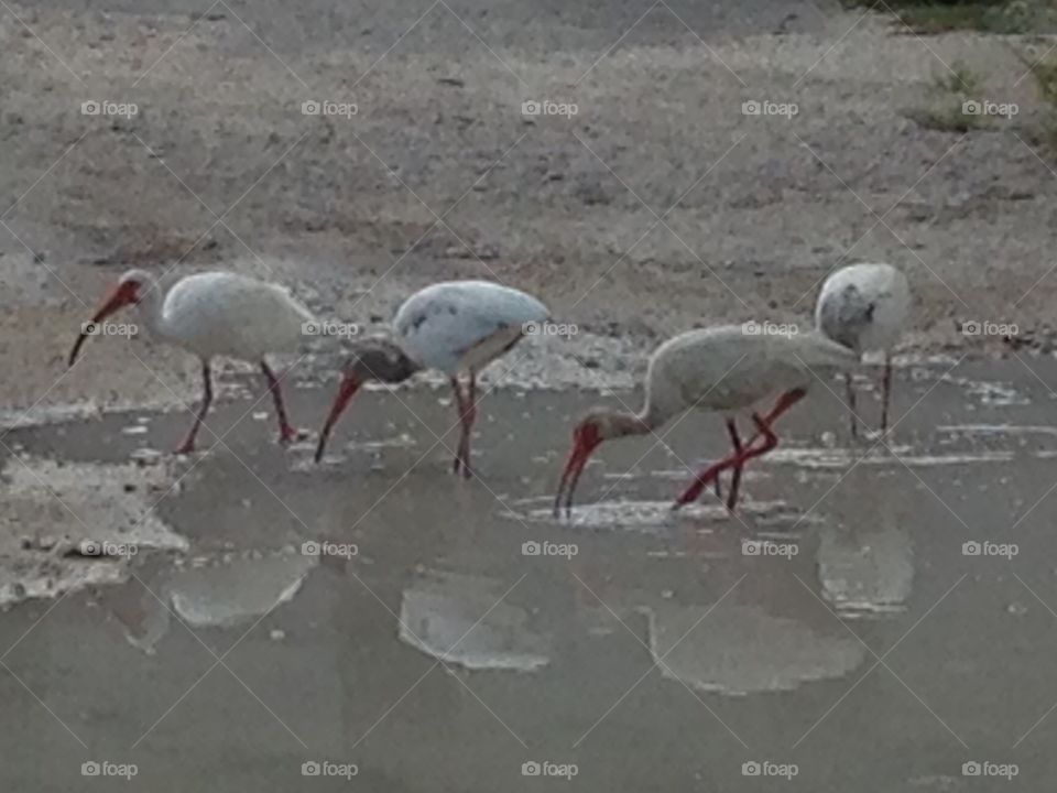 4 herons wading in rainwater puddle