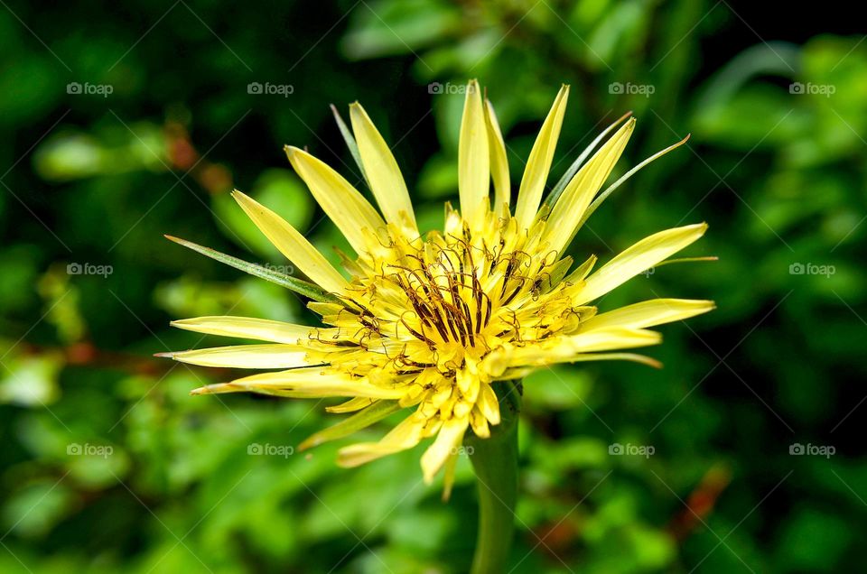 Yellow flower