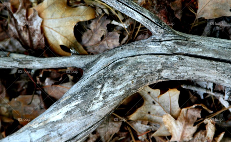 remains of a fallen tree on the forest floor.