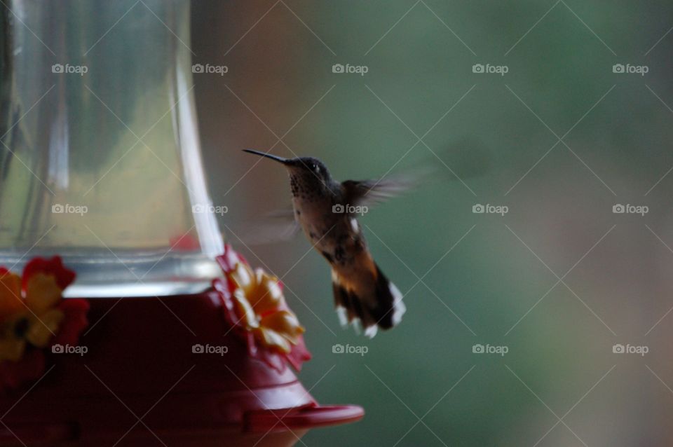 Hummingbird feeding
